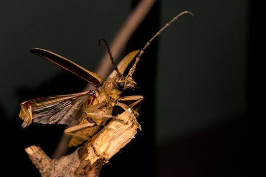 Male brown Deep mountain oak wood borer longhorn beetle (Coleoptera: Cerambycidae: Cerambycinae: Massicus scapulatus) hardened forewings raised, hindwings unfolding, ready to fly with dark background