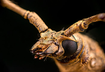 Extreme zoom close up of male brown Deep mountain oak wood borer longhorn beetle (Coleoptera: Cerambycidae: Cerambycinae: Cerambycini: Massicus scapulatus) isolated with dark black background