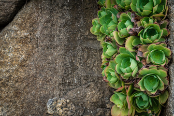 Fototapeta premium Aeonium succulent plant on a rock