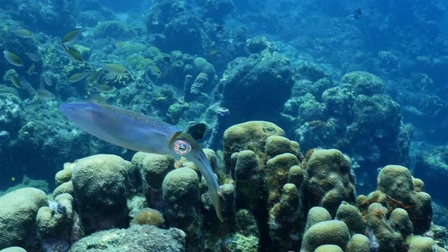 Caribbean Reef Squid in coral reef of Caribbean Sea at scuba dive around Curacao /Netherlands Antilles