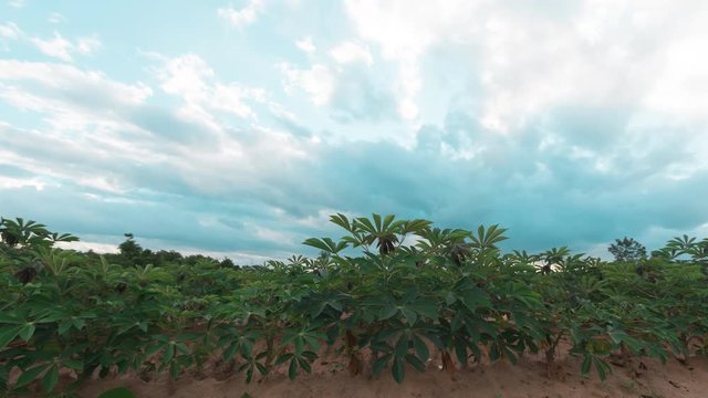 Dramatic stormy and cloud is moving tapioca tree in farm, landscape time lapse
