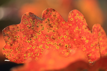 red leaf in autumn