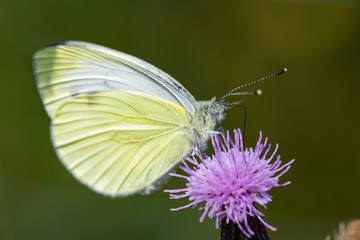 Cabbage white butterfly sitting on a thistle