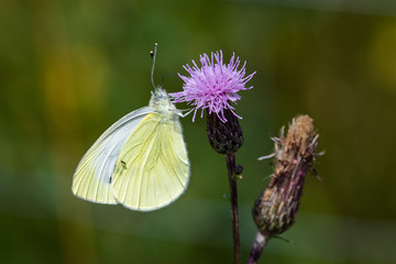 Cabbage white butterfly sitting on a thistle