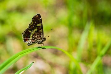 Map butterfly sitting on grass