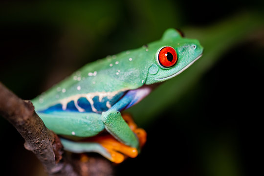 Red-eyed tree frog sitting on a branch © Thorsten Spoerlein