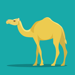 Camel isolated. Vector flat style illustration