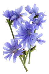 Twigs of field chicory  plant with delicate blue flowers.
