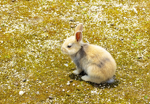 横向きに座るかわいい子うさぎ Stock 写真 Adobe Stock 横向きに座るかわいい子うさぎ Stock 写真 Adobe Stock