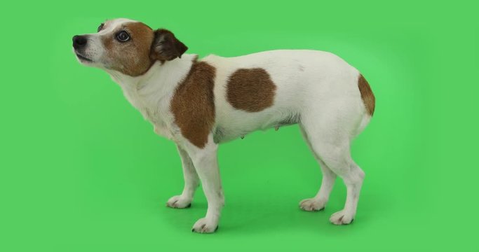 Portrait nice dog is afraid and trembling. Jack Russell Terrier standing on green background