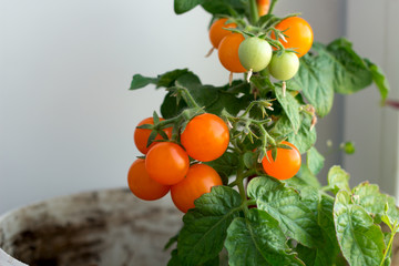 tomatoes bush pot on a widowsill ,home gardening