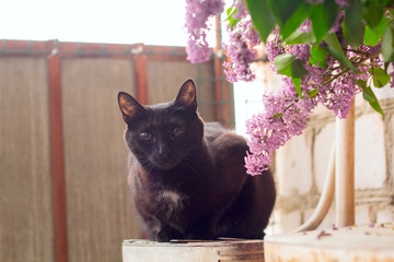 beautiful black domestic cat portrait with lilac flowers on a chair at the balcony