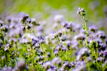The purple phacelia plantation blooms in summer 