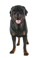rottweiler in studio