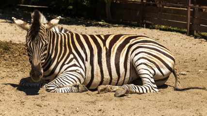 A lazy zebra sitting