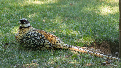 A pheasant in the grass