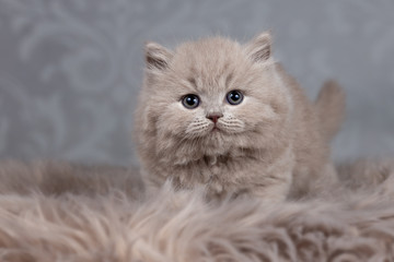 BLH Katze Kitten Portrait 