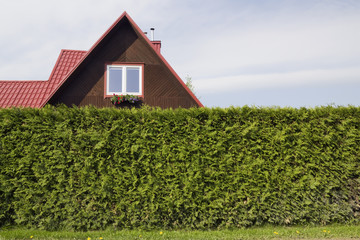 Fototapeta na wymiar The red roof of standard rural private wooden small house and hedge fence from evergreen tree Thuja.