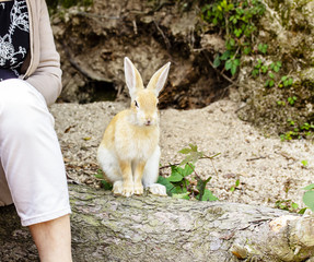 Fototapeta premium 人の隣に座るかわいいうさぎ