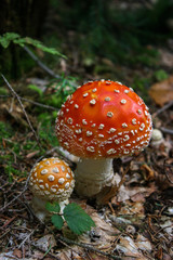 Red mushrooms in the forest. Amanita muscaria