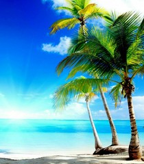 Fototapeta na wymiar Scenery coconut tree on the beach