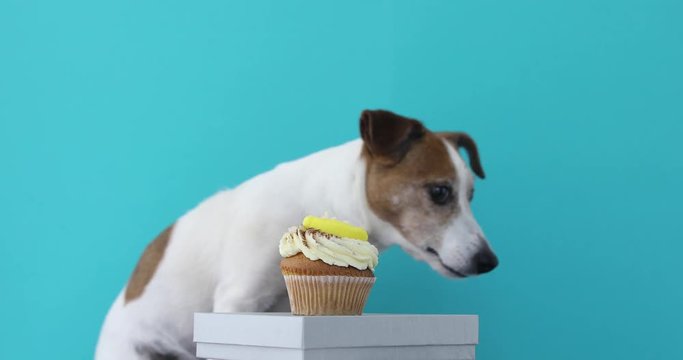 Jack Russell Terrier dog want to cupcake looks to side but spies and lickens blue background