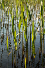 Obraz premium Cordgrass in water