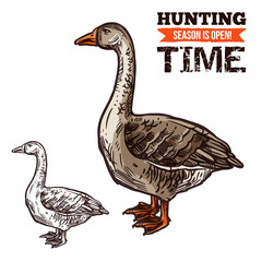 Goose wild bird sketch for hunting sport design