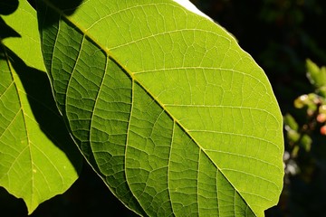 Chlorophyll Blattgrün Sonnenschimmer
