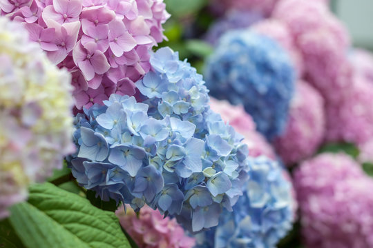 Fototapeta selective focus macro colorful blooming hydrangea