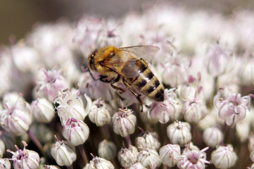 A bee collects the nectar close-up.
