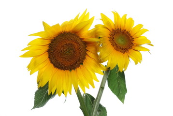 Obraz premium Sunflower isolated on white background