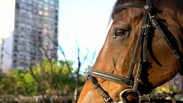 4K, Close-up of head of brown horse with harness. Police riding horse in street. Taiwanese policemen mounted on horses in city. Equestrian policeman on horseback in park. Patrol officers protect-Dan