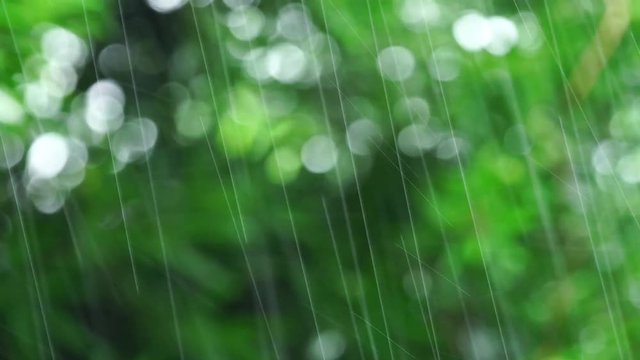 自然の緑背景と雨音