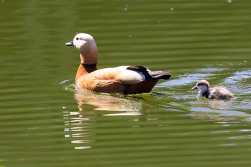 Duck with ducklings swimming in the lake