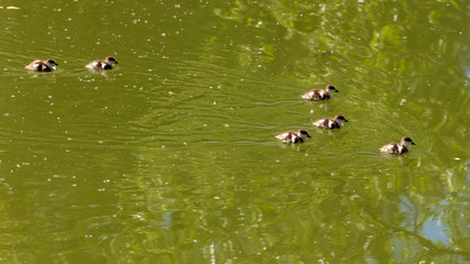 Little ducklings swim on the surface of the lake