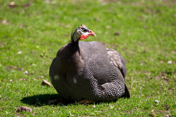 Guinea fowl on the grass in the park