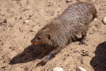 Mongoose on the ground in the park
