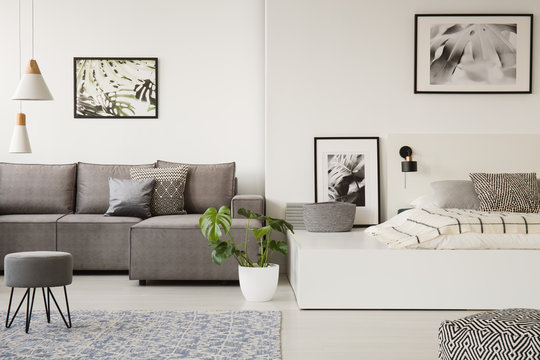 Real photo of a large platform bed standing next to a grey sofa in a one room apartment with posters on the walls and rug on a floor