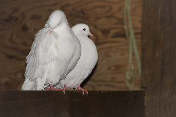 Close up image of a pair of white doves perching inside a barn.