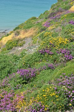 Bruy&egrave;re et ajonc sur les falaises de Bretagne, France