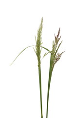 Common bulrush, reeds isolated on white background, clipping path © dule964