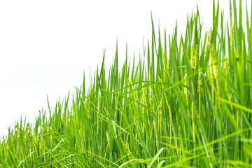 green grass rice plant isolated on white background