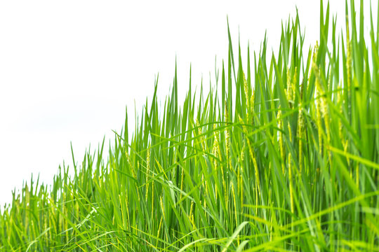 green grass rice plant isolated on white background