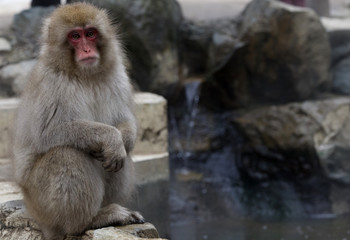 Snow monkey (Japanese Macaque) sitting alongside a hot spring, Nakano, Japan