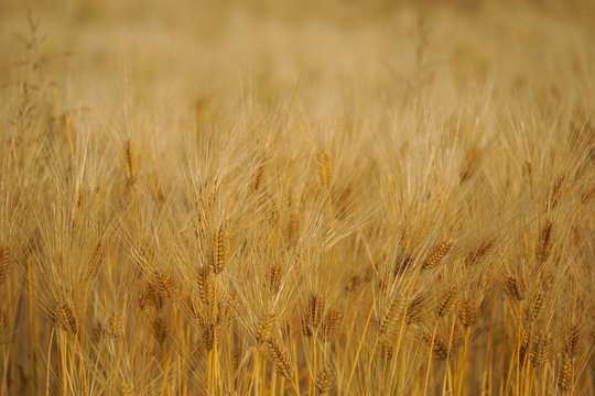 Close-up of Six-rowed barley field.  六条大麦畑のクローズアップ　麦茶　麦飯イメージ