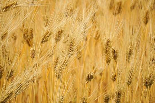 Close-up of Six-rowed barley field.  六条大麦畑のクローズアップ　麦茶イメージ