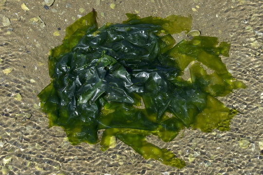 Laitue de mer, Algue,.Ulva lactuca