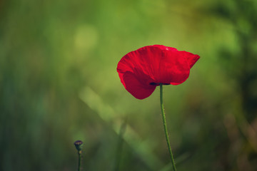 Obraz premium Red poppy flowers blooming in the green grass field, floral natural spring background, can be used as image for remembrance and reconciliation day