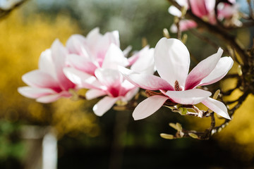 Obraz na płótnie Canvas Spring floral background with magnolia flowers.